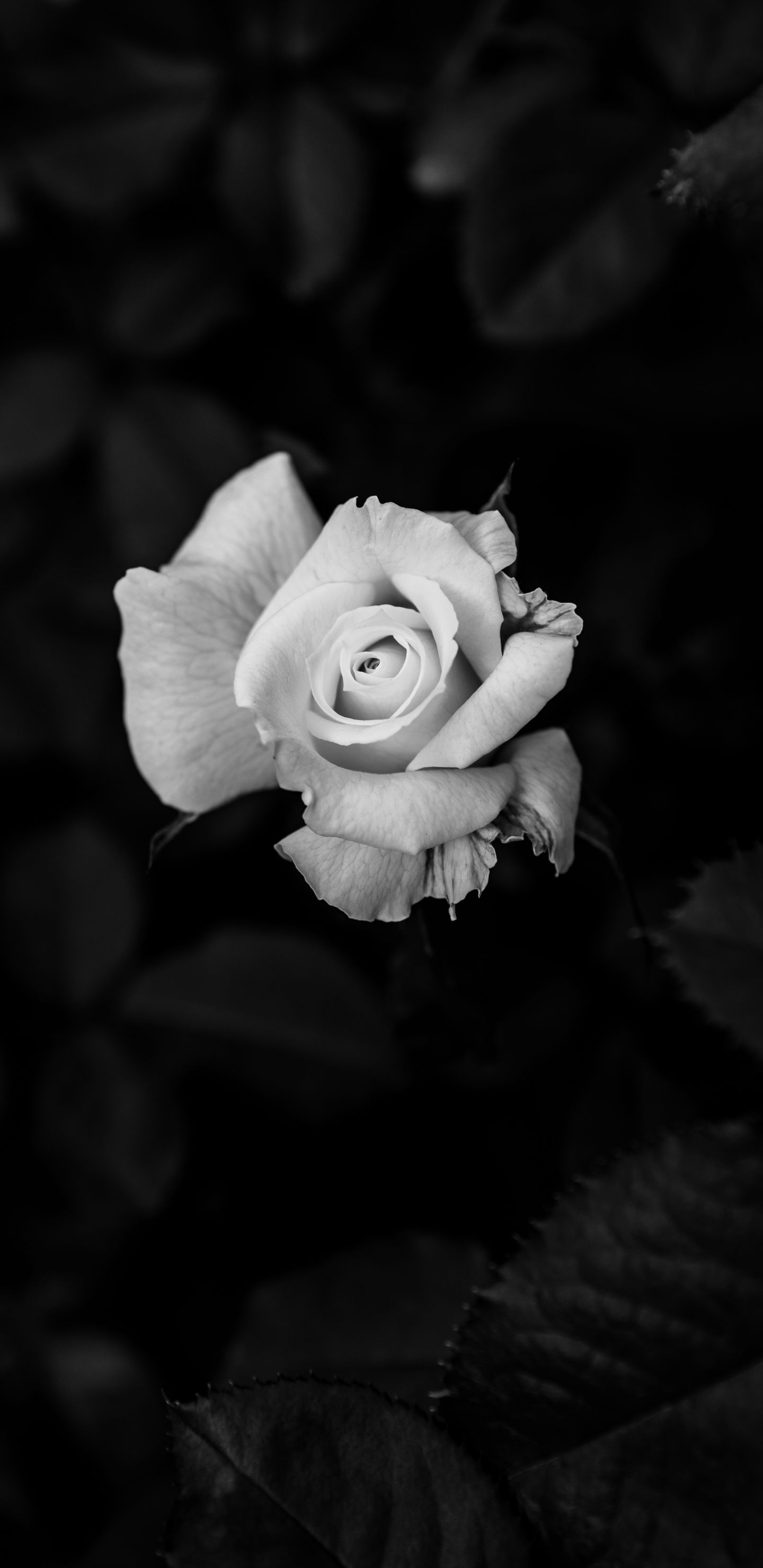 Rose, Tablet, Flower, Plant, Petal. Wallpaper in 1440x2960 Resolution