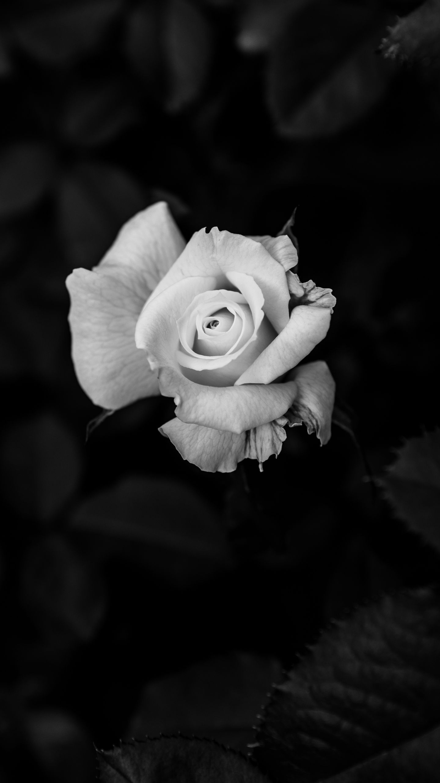 Roses, Tablet, Pétale, Hybride de Thé à la Rose, Les Roses de Jardin. Wallpaper in 1440x2560 Resolution