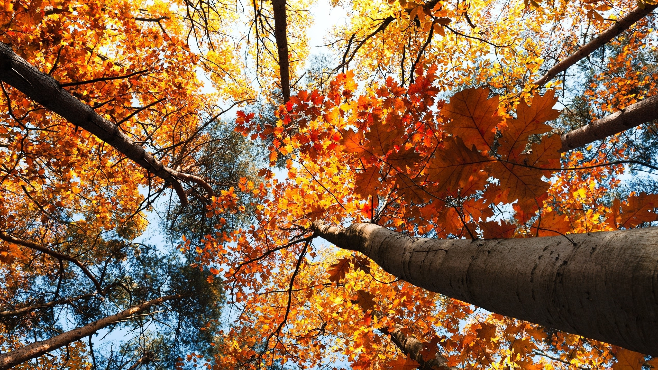 Érable Brun et Jaune. Wallpaper in 2560x1440 Resolution