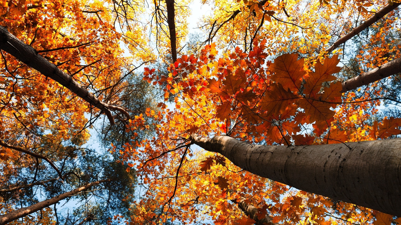 落叶, 木本植物, 黄色的, 枪筒, 枫叶 壁纸 1280x720 允许