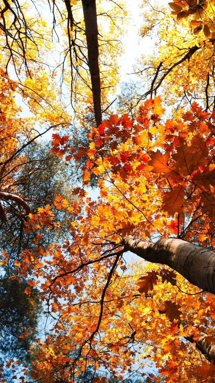 Brown and Yellow Maple Tree. Wallpaper in 750x1334 Resolution