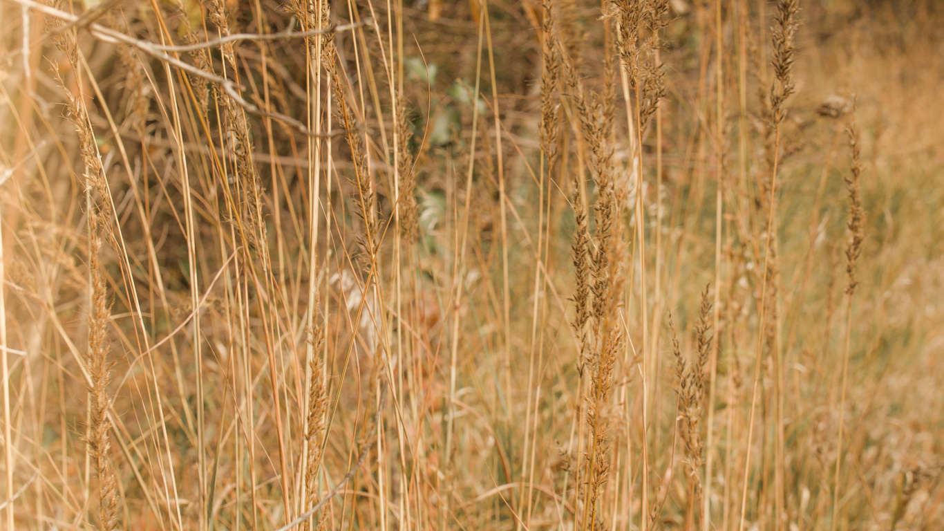 Holz, Grünland, Sonnenlicht, Prairie, Ökoregion. Wallpaper in 1366x768 Resolution
