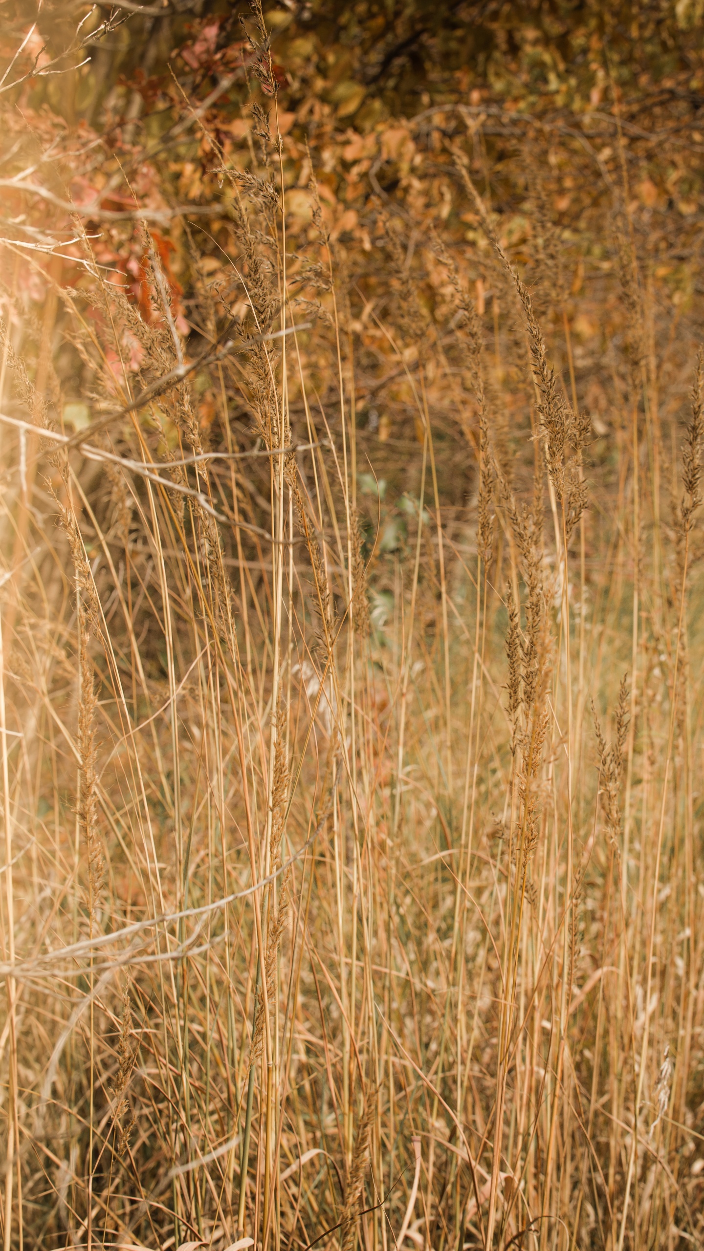 Prairie, L'écorégion, Phragmites, Les Landes, Tige de la Plante. Wallpaper in 1440x2560 Resolution
