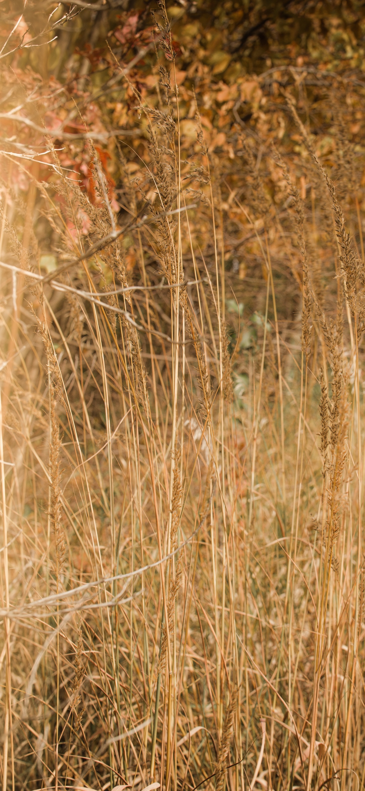 Wood, Grassland, Grasses, Sunlight, Plant. Wallpaper in 1242x2688 Resolution