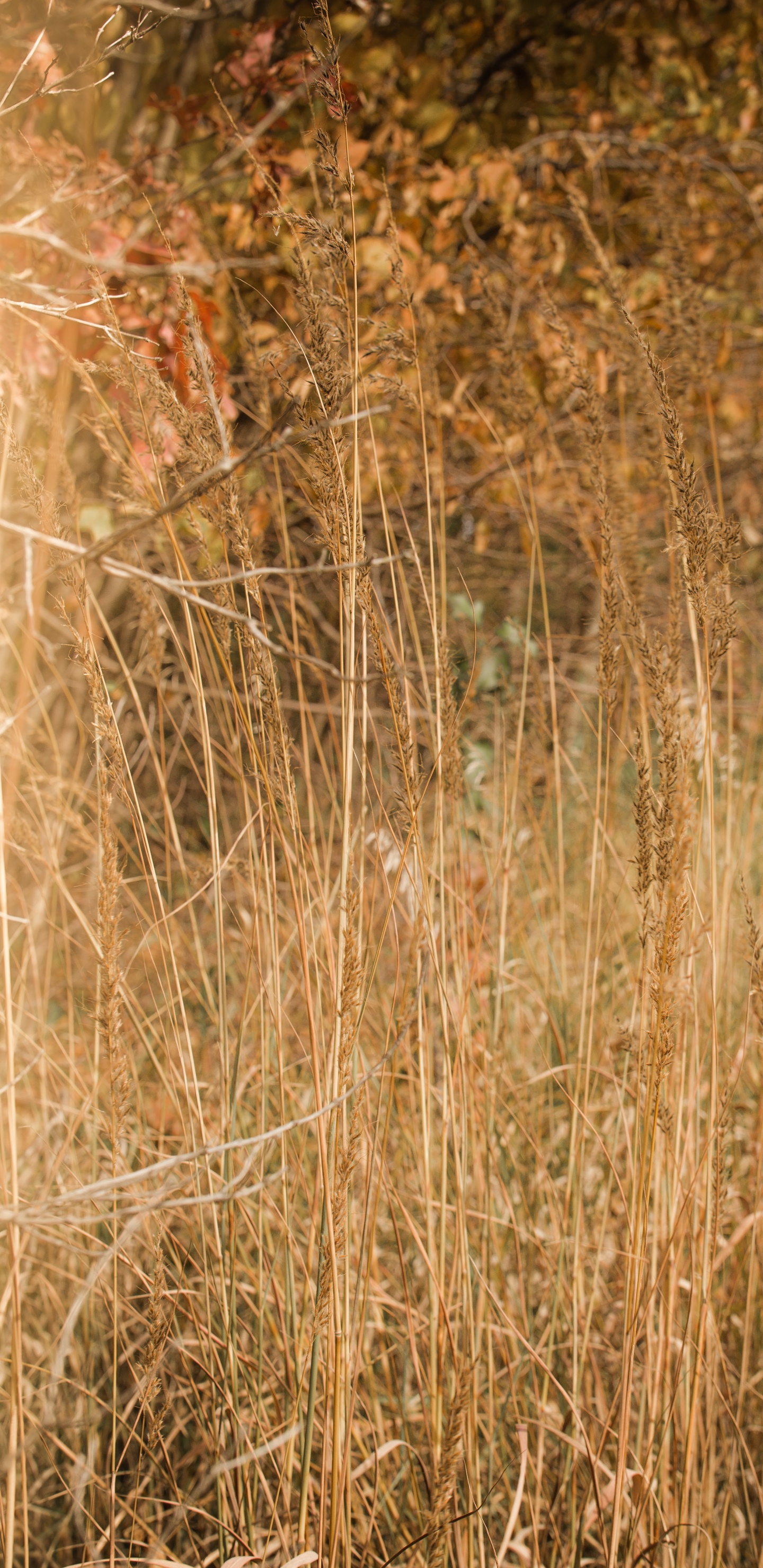 Wood, Grassland, Grasses, Sunlight, Plant. Wallpaper in 1440x2960 Resolution