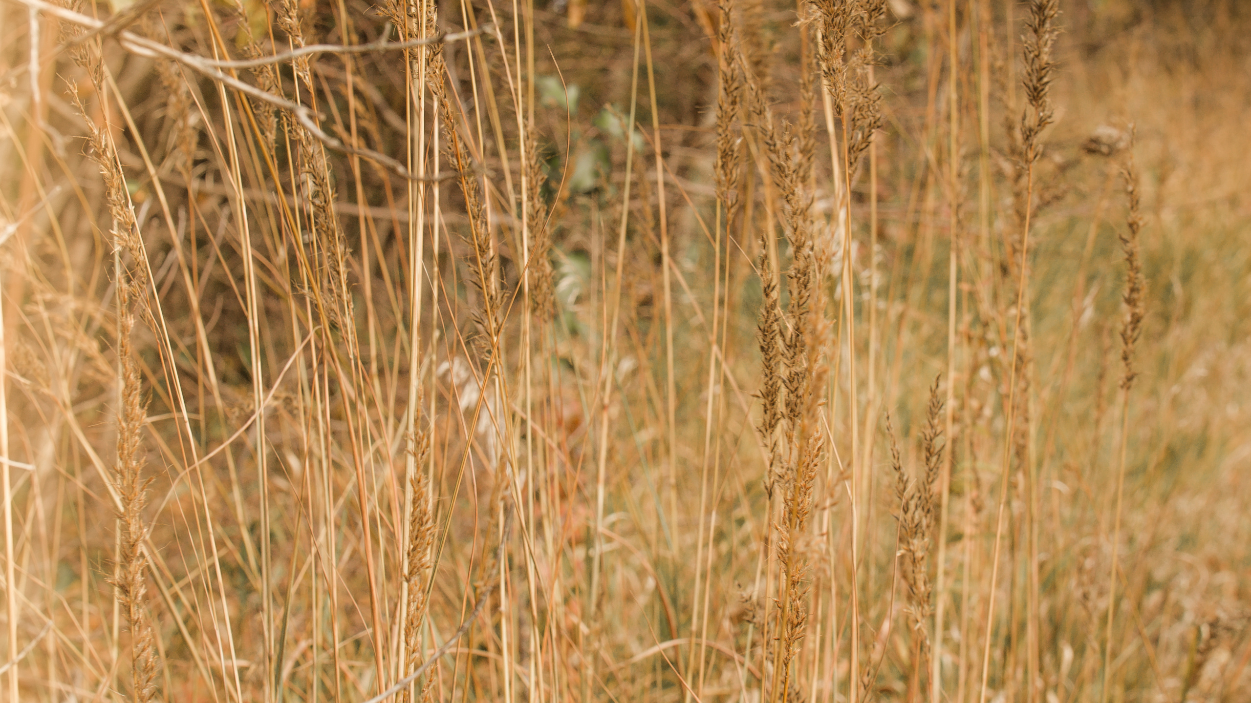 Wood, Grassland, Grasses, Sunlight, Plant. Wallpaper in 2560x1440 Resolution