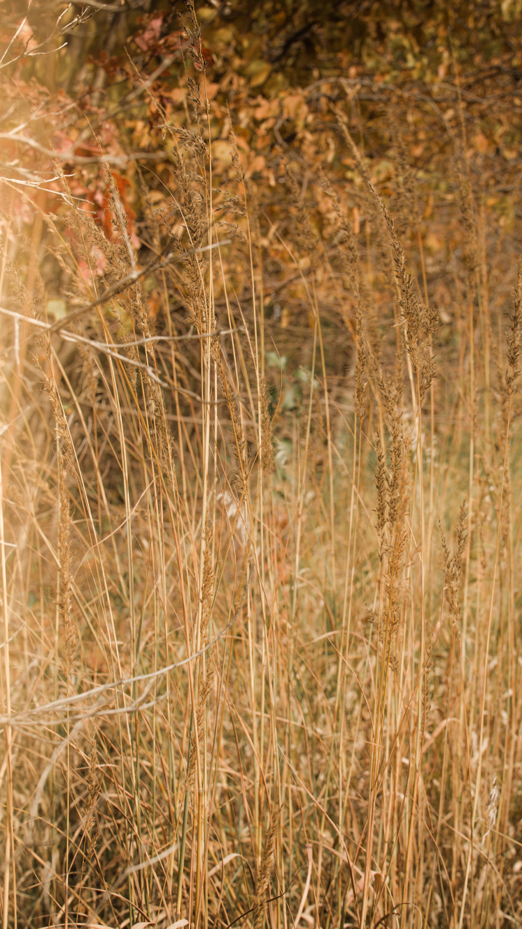 Wood, Grassland, Grasses, Sunlight, Plant. Wallpaper in 750x1334 Resolution