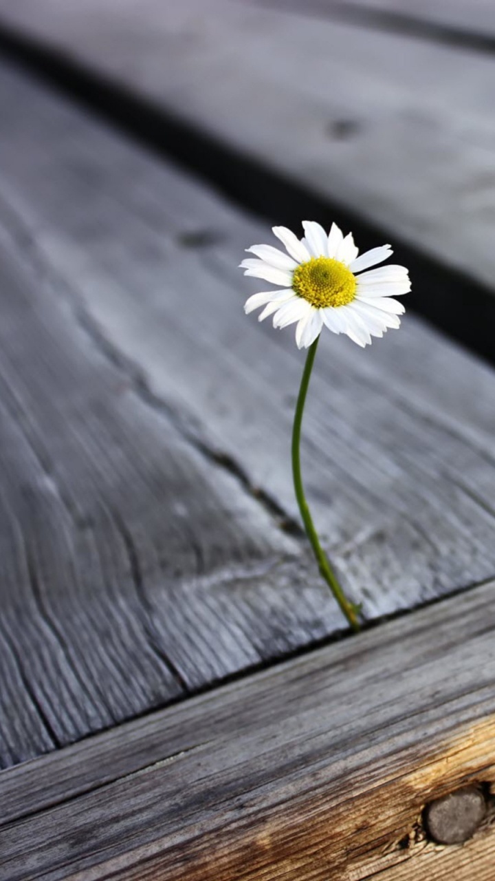 White Daisy on Brown Wooden Surface. Wallpaper in 720x1280 Resolution