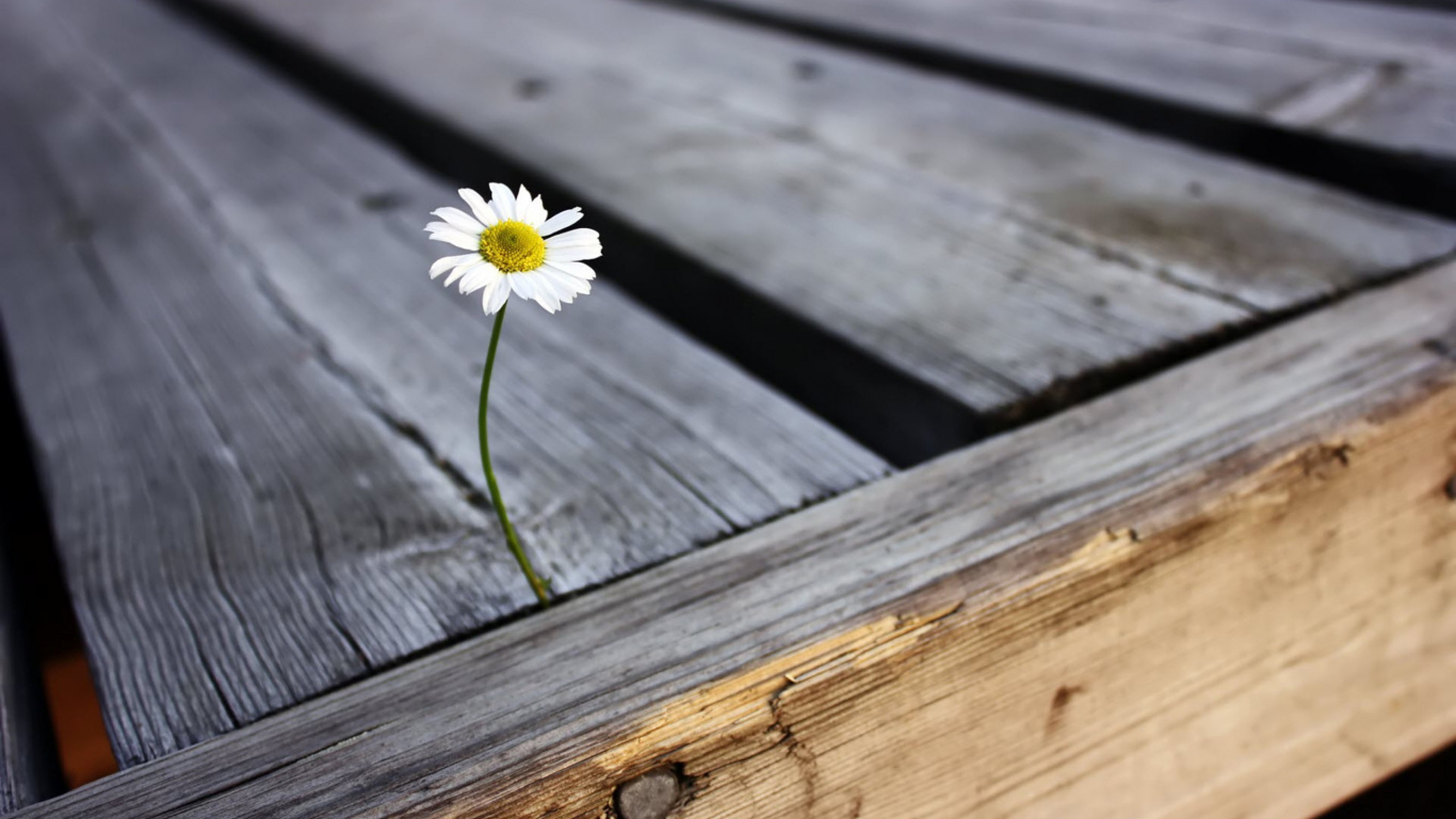 Marguerite Blanche Sur Une Surface en Bois Marron. Wallpaper in 1366x768 Resolution