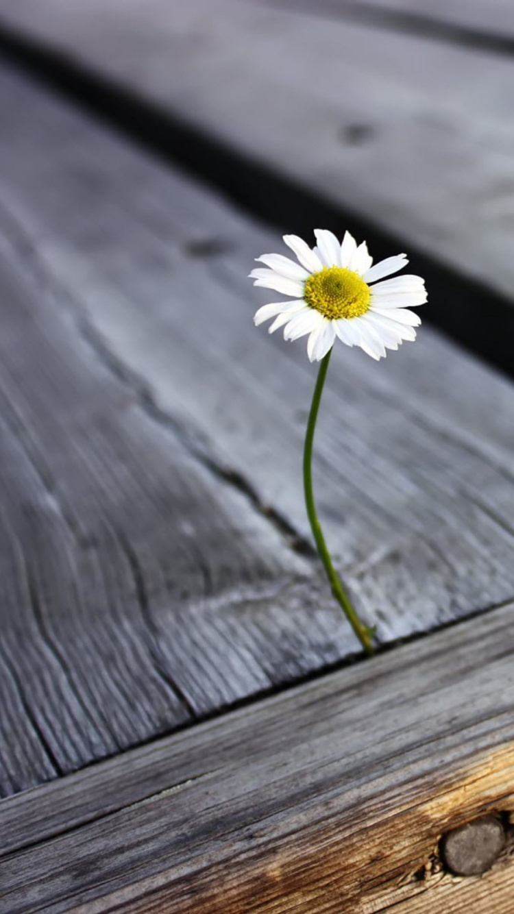 Marguerite Blanche Sur Une Surface en Bois Marron. Wallpaper in 750x1334 Resolution