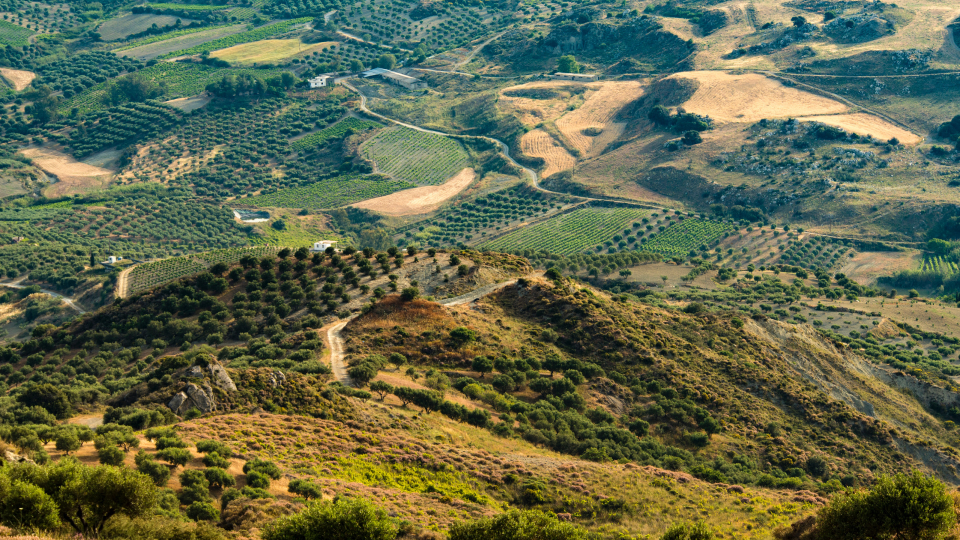 Plant Community, Ecoregion, Plant, Mountain, Natural Landscape. Wallpaper in 1920x1080 Resolution