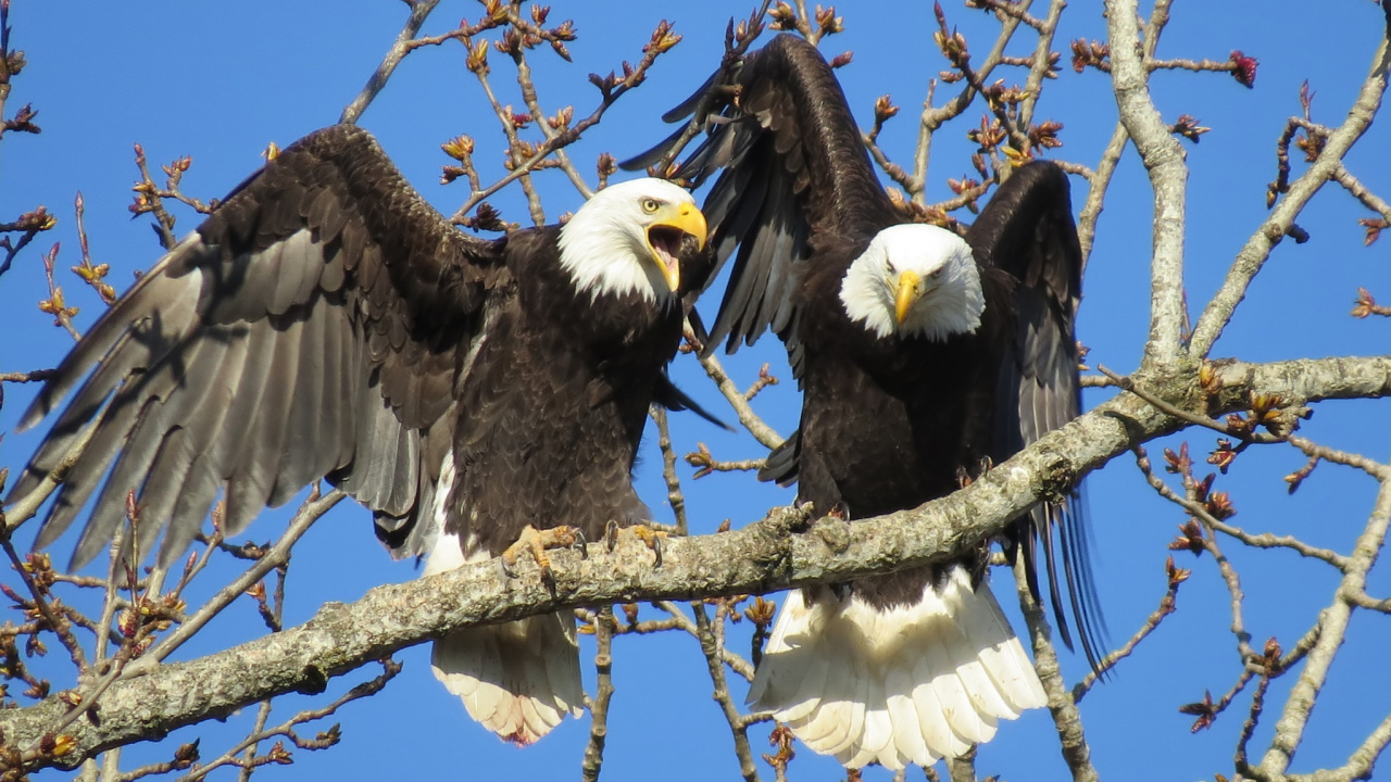 Black and White Eagle on Brown Tree Branch During Daytime. Wallpaper in 1280x720 Resolution