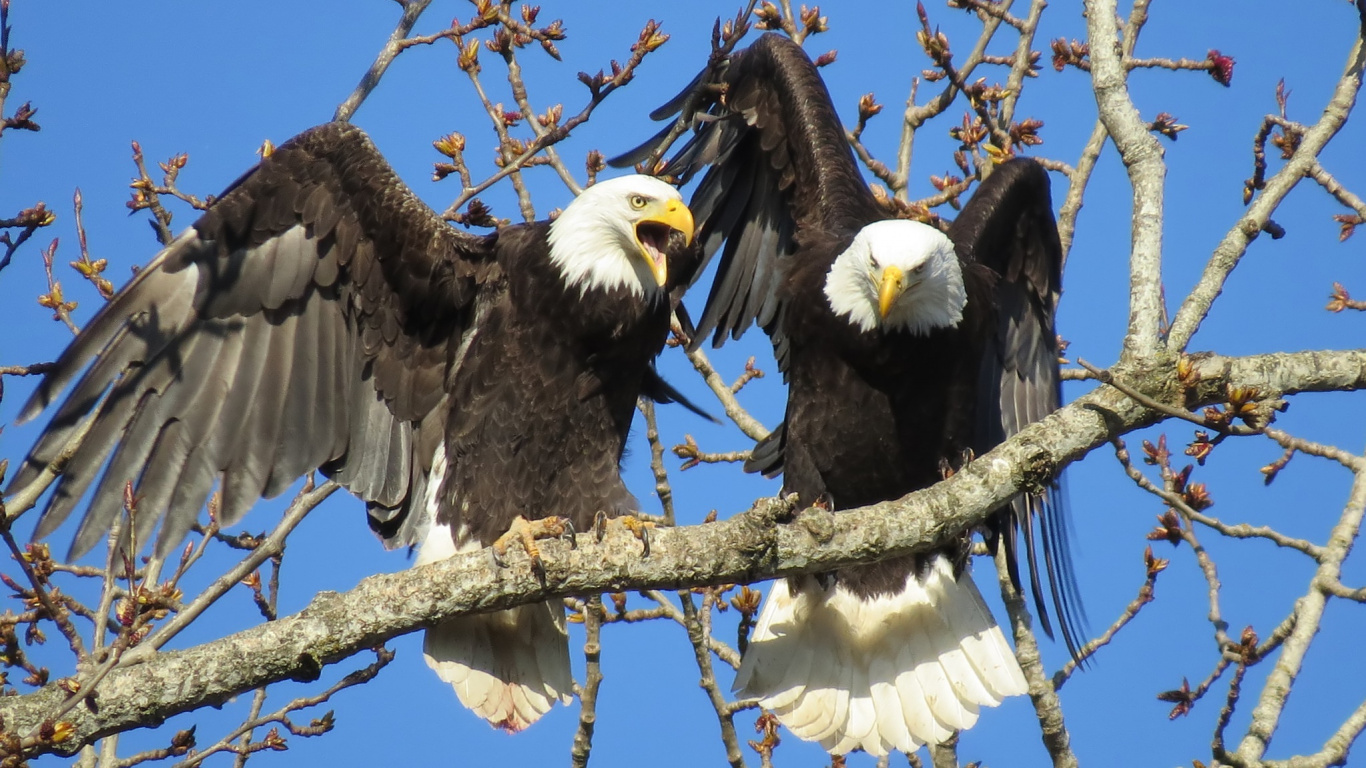 Black and White Eagle on Brown Tree Branch During Daytime. Wallpaper in 1366x768 Resolution