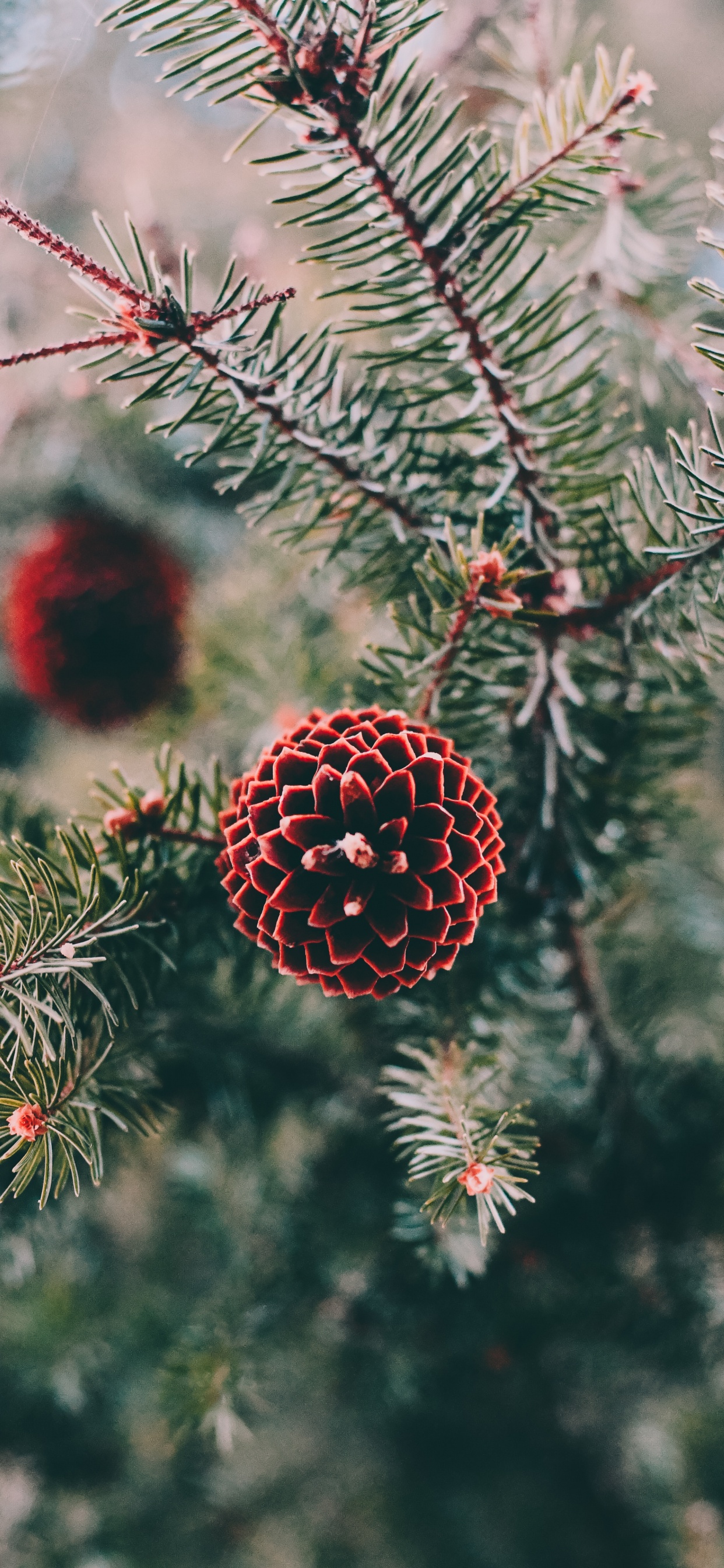 Pin, Spruce, Colombien de L'épinette, Le Sapin Baumier, Canadienne Sapin. Wallpaper in 1242x2688 Resolution