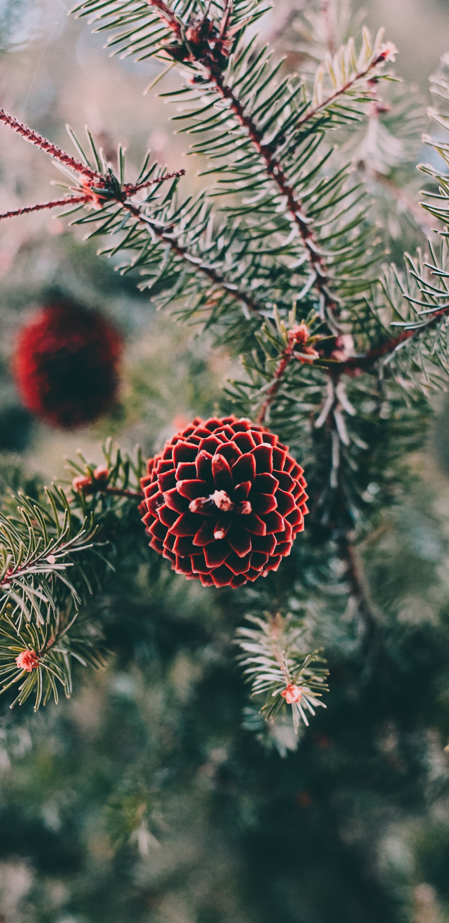 Pin, Spruce, Colombien de L'épinette, Le Sapin Baumier, Canadienne Sapin. Wallpaper in 1440x2960 Resolution