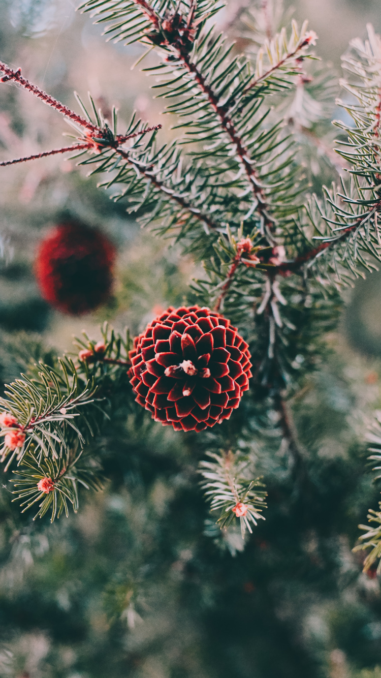 Pin, Spruce, Colombien de L'épinette, Le Sapin Baumier, Canadienne Sapin. Wallpaper in 750x1334 Resolution