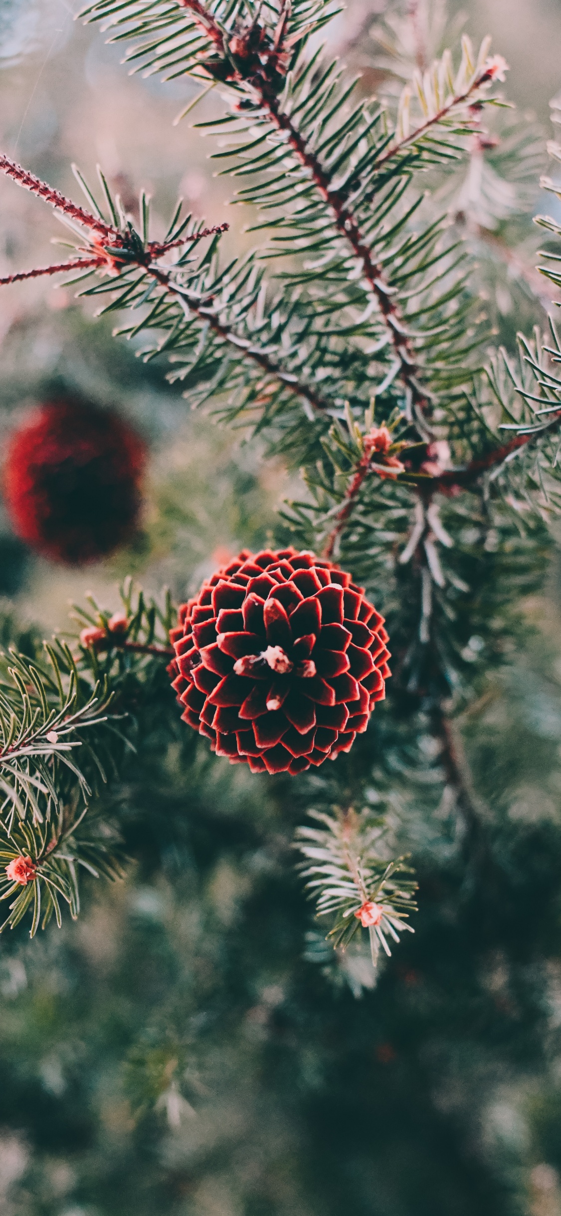 Pine, Spruce, Tree, Columbian Spruce, Balsam Fir. Wallpaper in 1125x2436 Resolution