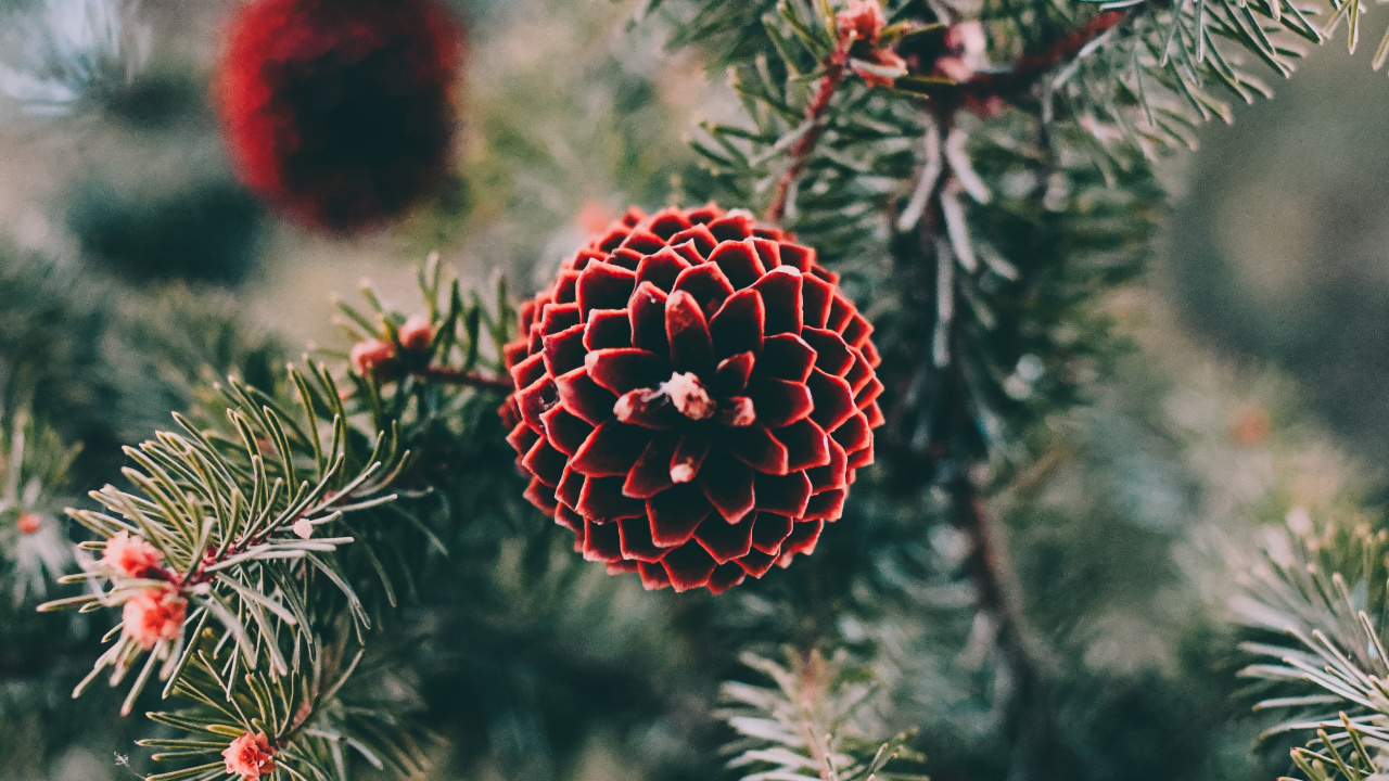 Pine, Spruce, Tree, Columbian Spruce, Balsam Fir. Wallpaper in 1280x720 Resolution