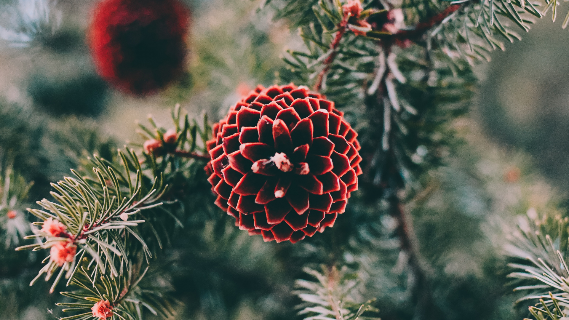 Pine, Spruce, Tree, Columbian Spruce, Balsam Fir. Wallpaper in 1920x1080 Resolution