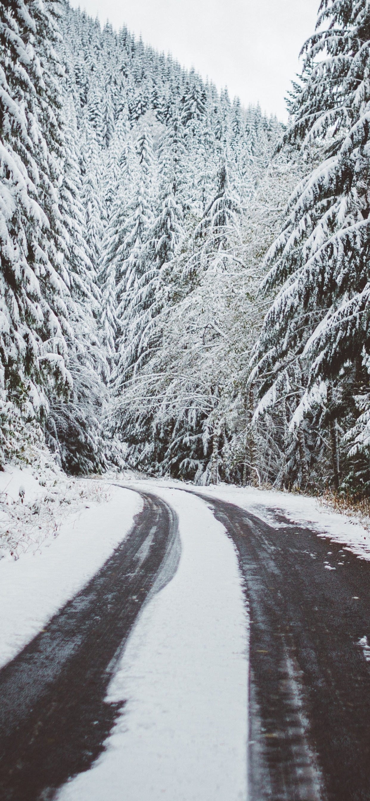 Route Couverte de Neige Entre Les Arbres. Wallpaper in 1242x2688 Resolution