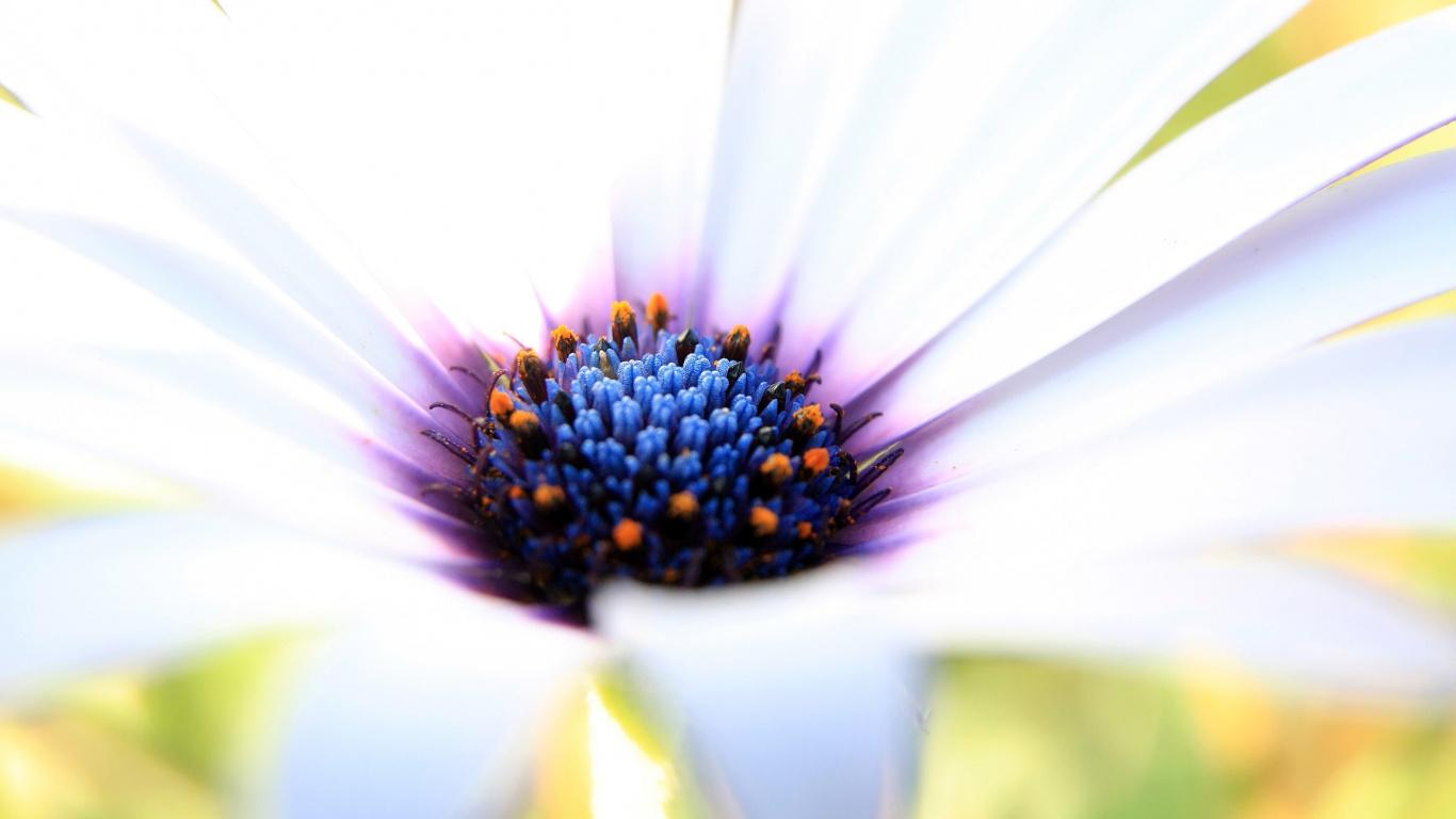 White and Purple Flower in Macro Photography. Wallpaper in 1366x768 Resolution