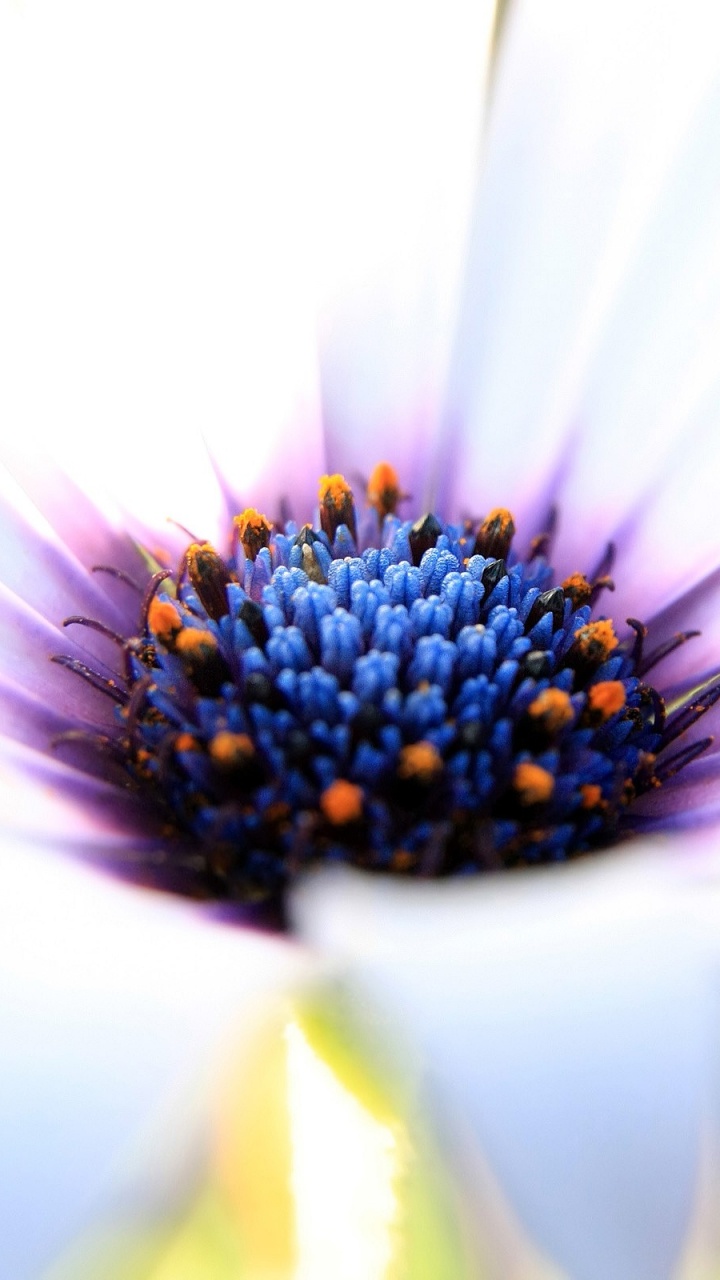 White and Purple Flower in Macro Photography. Wallpaper in 720x1280 Resolution