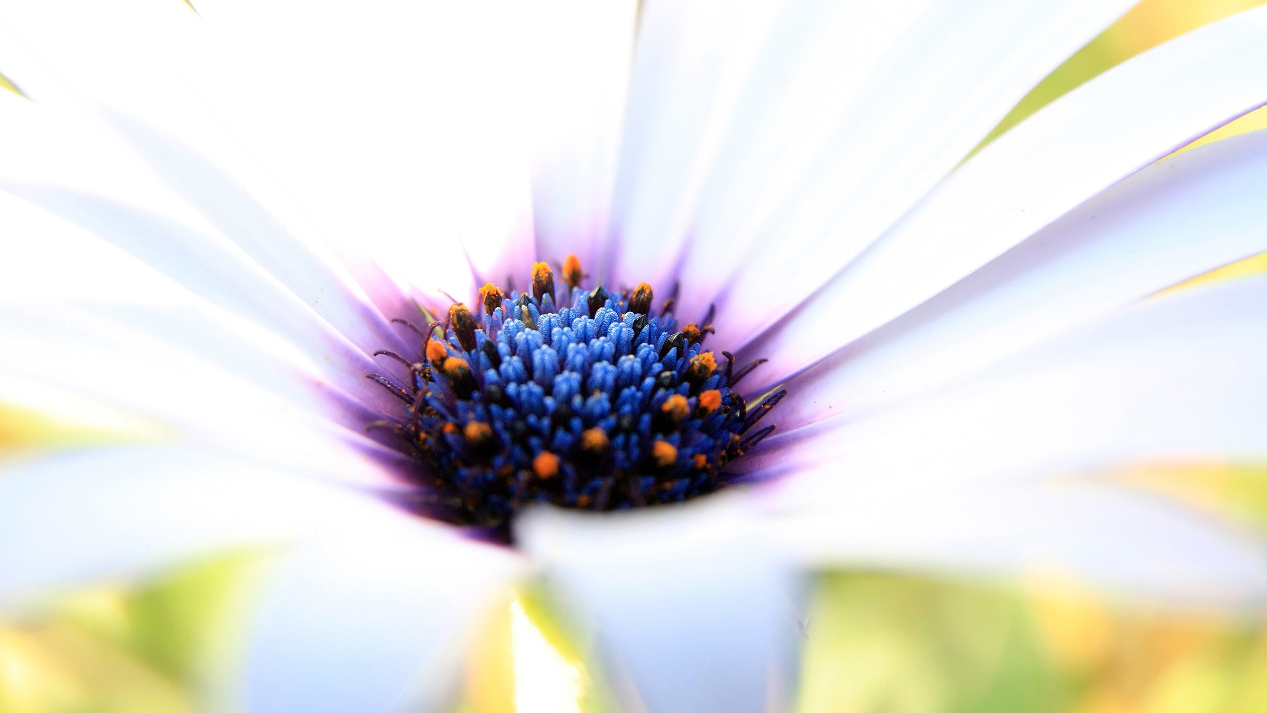 Fleur Blanche et Violette en Macrophotographie. Wallpaper in 2560x1440 Resolution