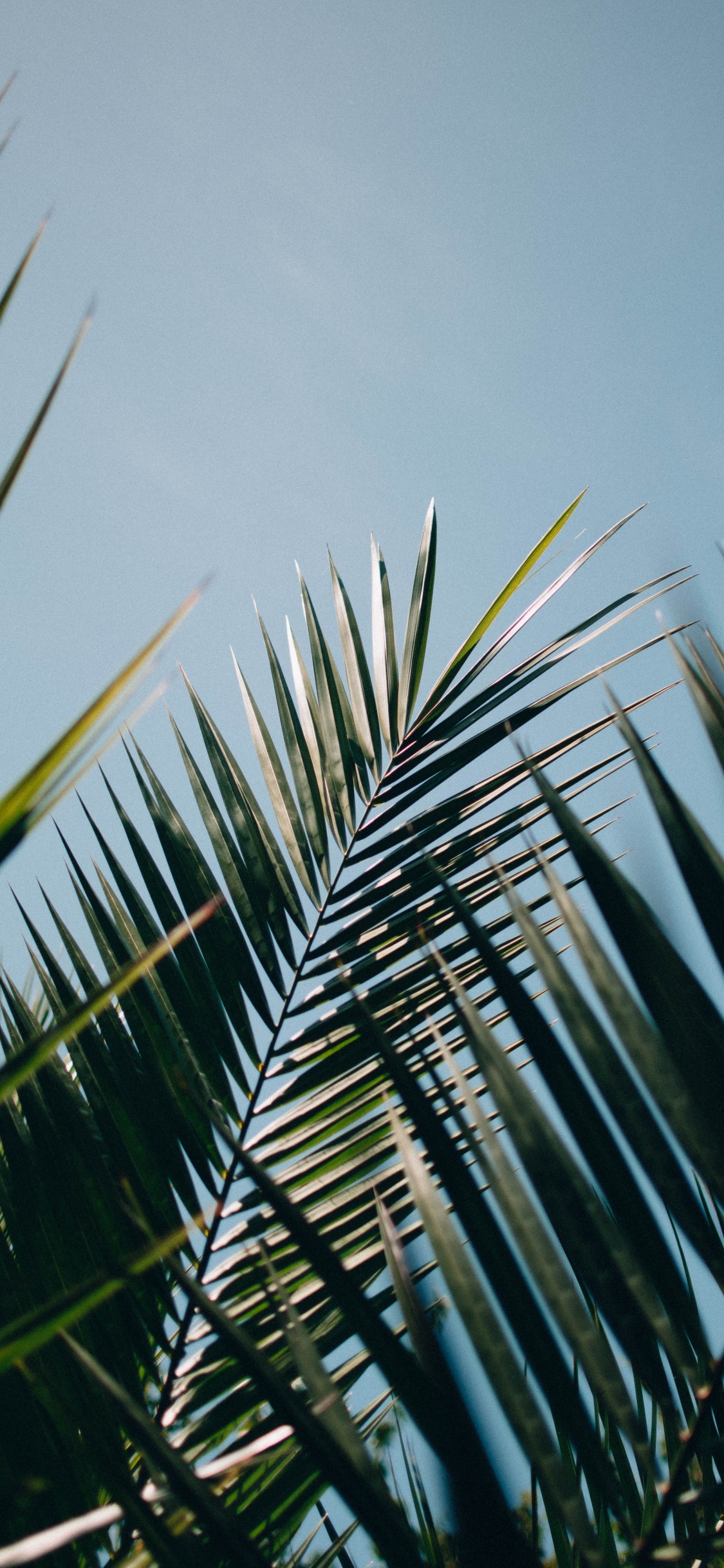 Elaeis, Arecales, Palmera, Sucursal, Planta Terrestre. Wallpaper in 1125x2436 Resolution