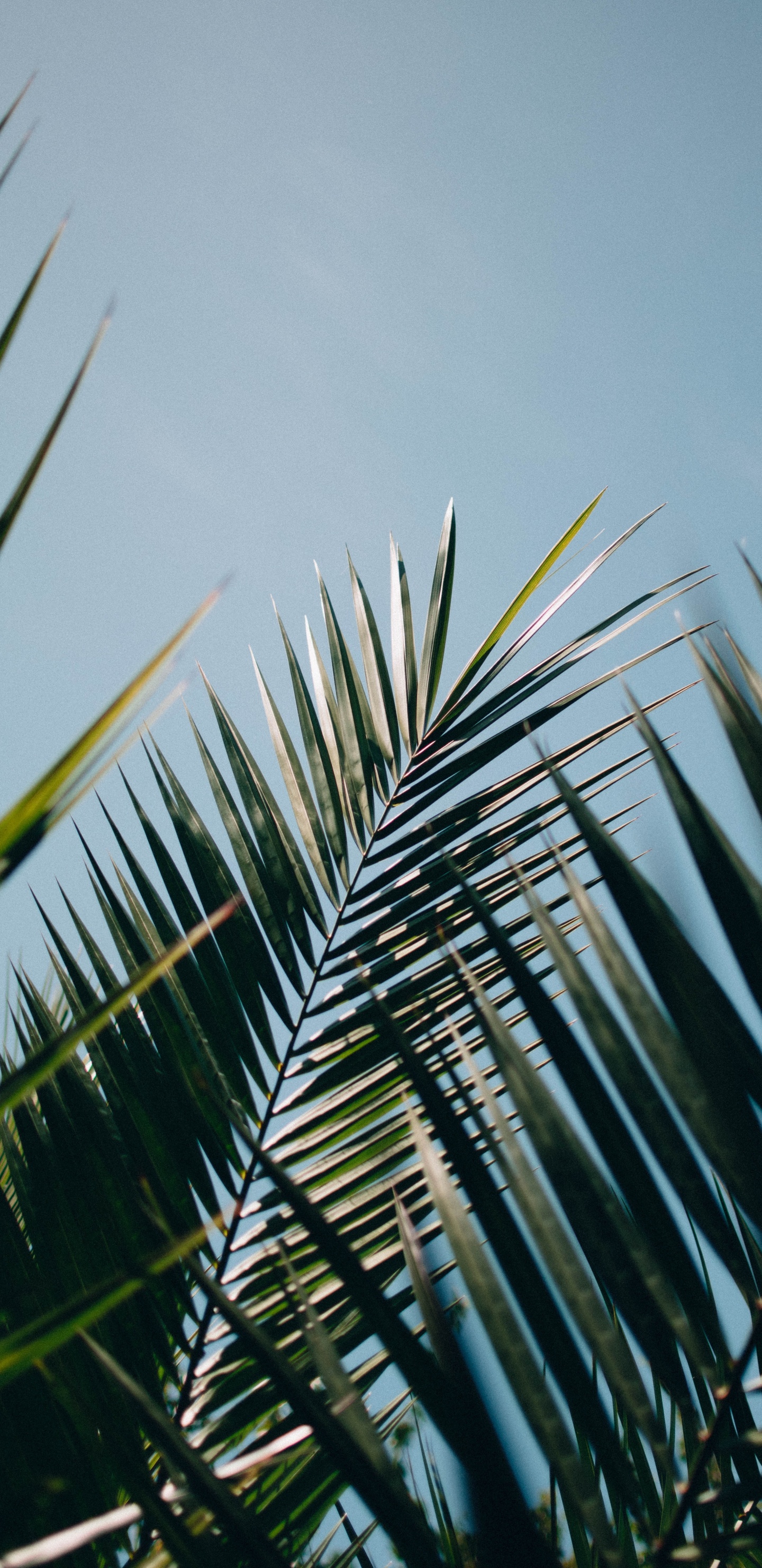 Elaeis, Arecales, Palmera, Sucursal, Planta Terrestre. Wallpaper in 1440x2960 Resolution