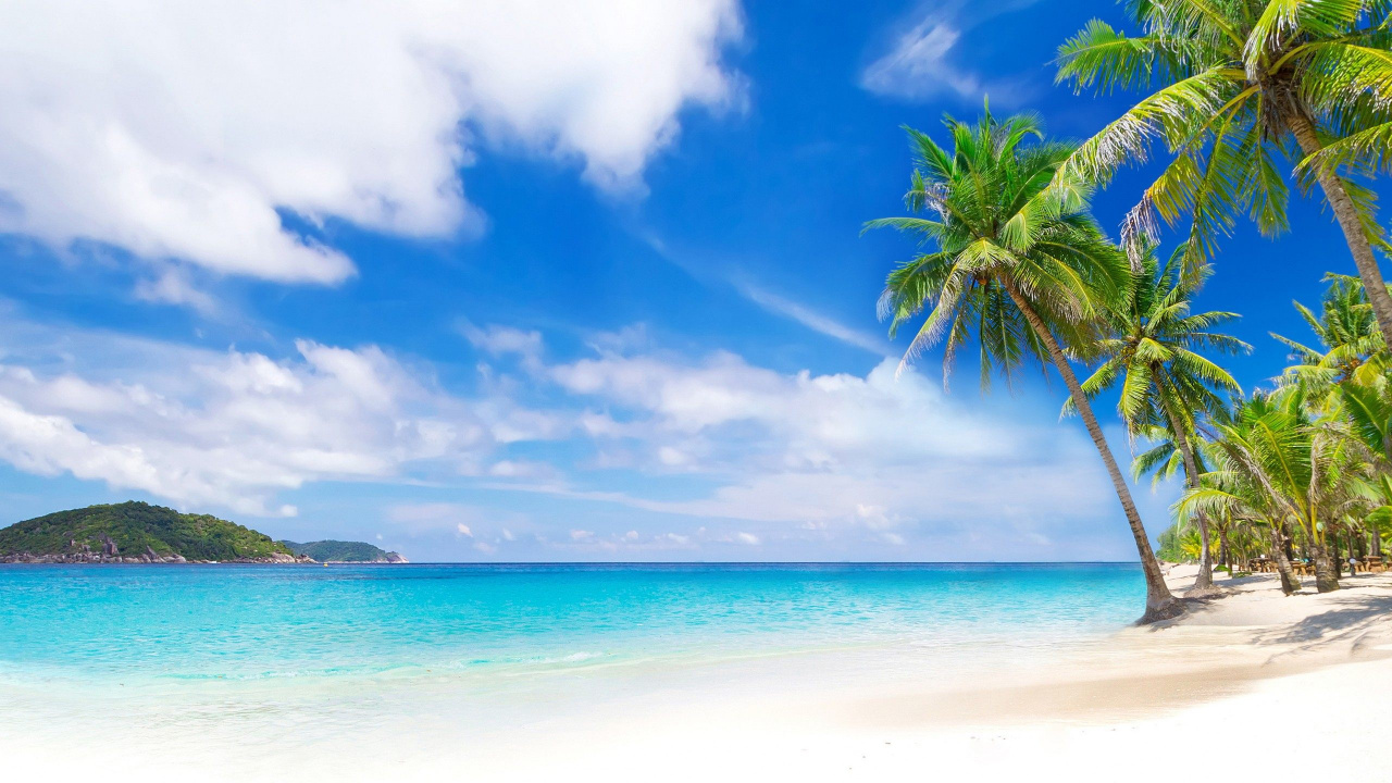 Green Palm Tree on Beach During Daytime. Wallpaper in 1280x720 Resolution