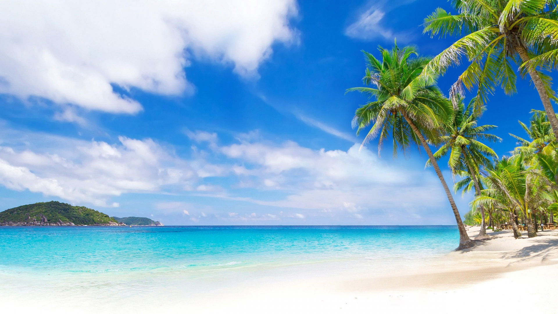 Green Palm Tree on Beach During Daytime. Wallpaper in 1920x1080 Resolution