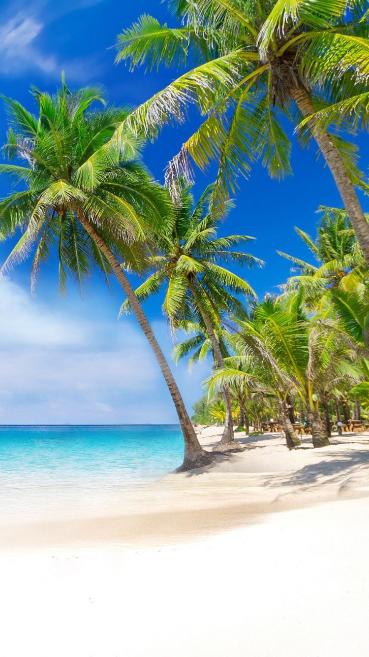 Green Palm Tree on Beach During Daytime. Wallpaper in 750x1334 Resolution