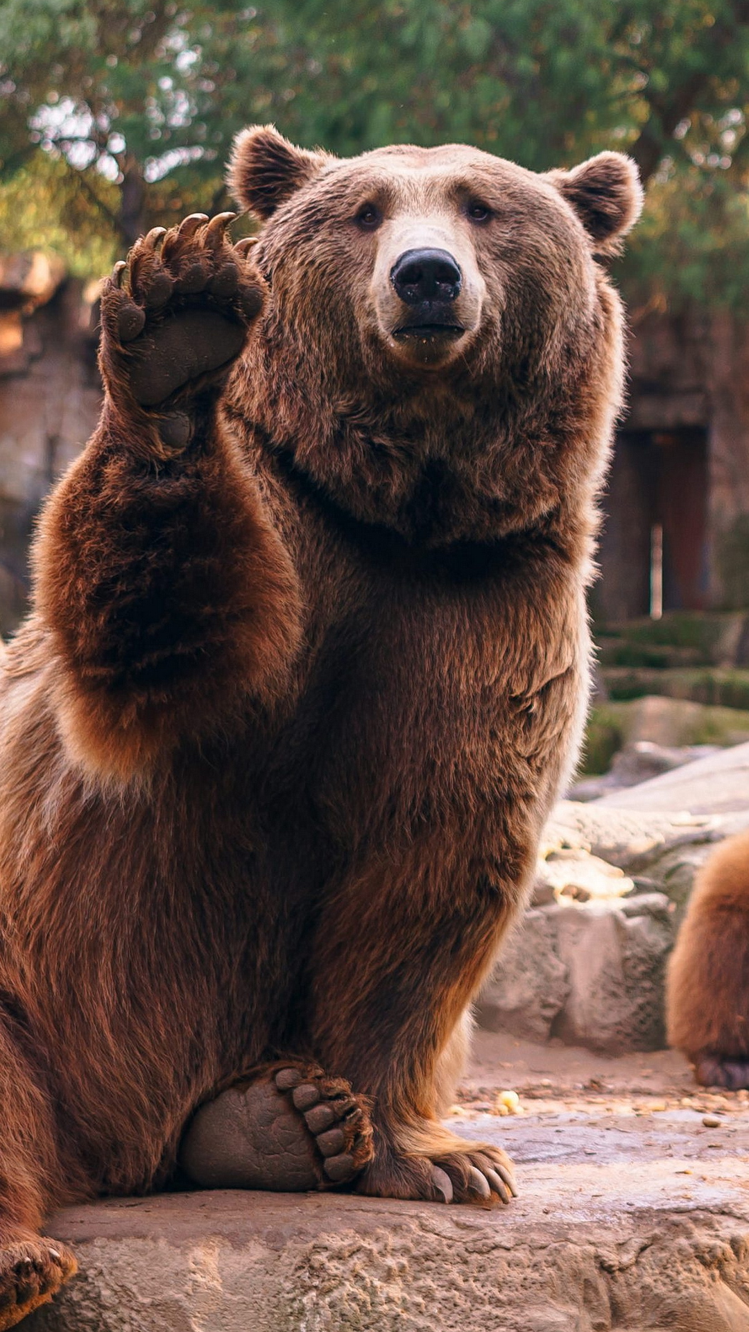 Grizzly Bear, Animal Salvaje, Morena, Naturaleza, Carnívoro. Wallpaper in 1080x1920 Resolution