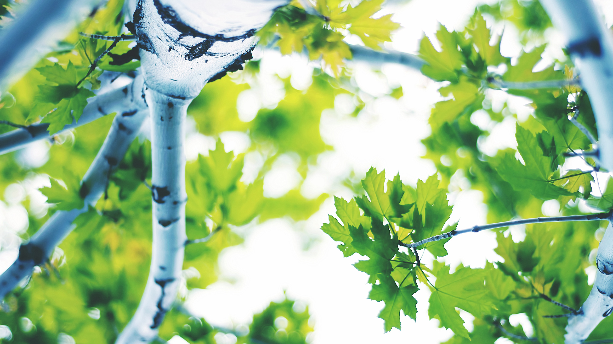 White Cherry Blossom in Close up Photography. Wallpaper in 2560x1440 Resolution