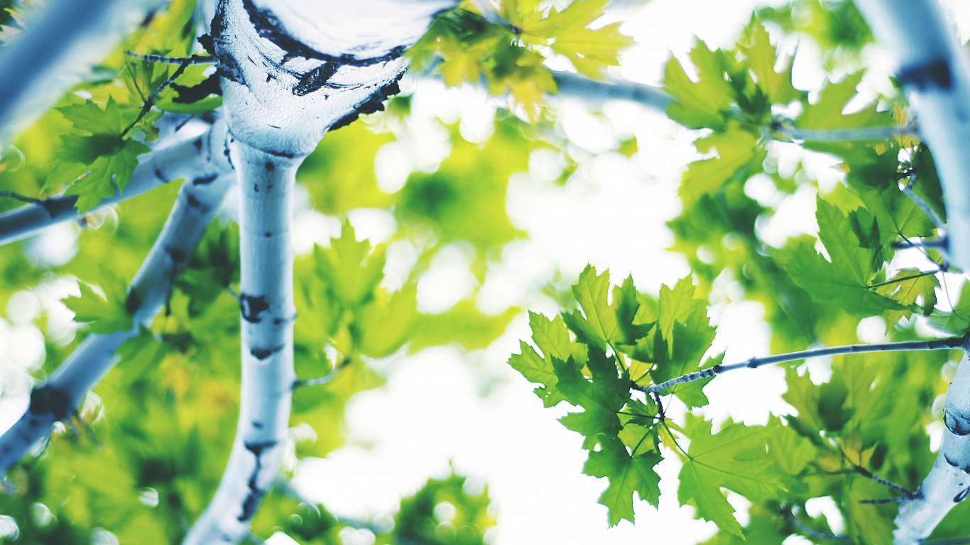 Weiße Kirschblüte in Nahaufnahme. Wallpaper in 1366x768 Resolution