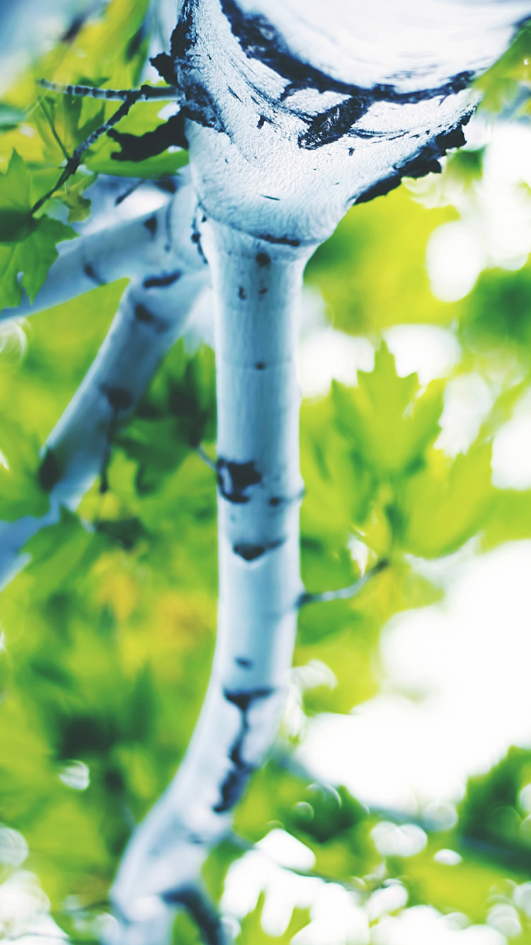 Weiße Kirschblüte in Nahaufnahme. Wallpaper in 750x1334 Resolution