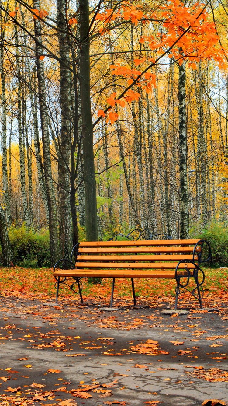 Brown Wooden Bench Surrounded by Trees During Daytime. Wallpaper in 750x1334 Resolution