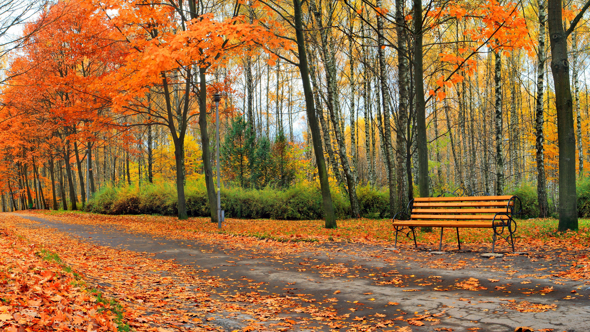 Banc en Bois Marron Entouré D'arbres Pendant la Journée. Wallpaper in 1920x1080 Resolution