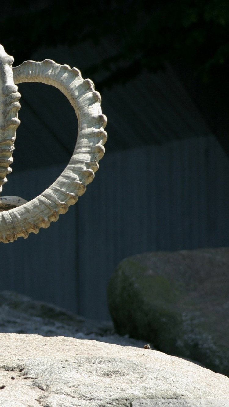 Brauner Widder Auf Grauem Sand Tagsüber. Wallpaper in 750x1334 Resolution