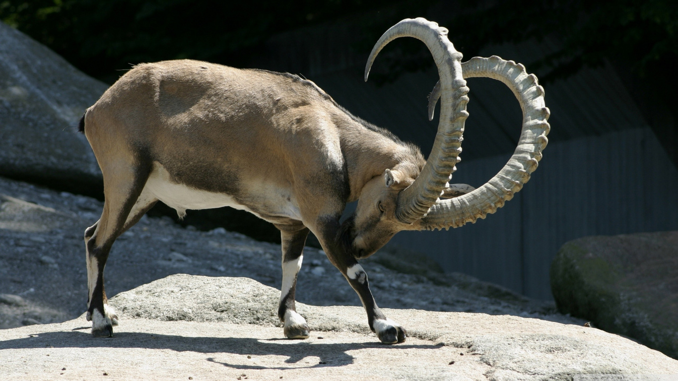 Brown Ram on Gray Sand During Daytime. Wallpaper in 1366x768 Resolution