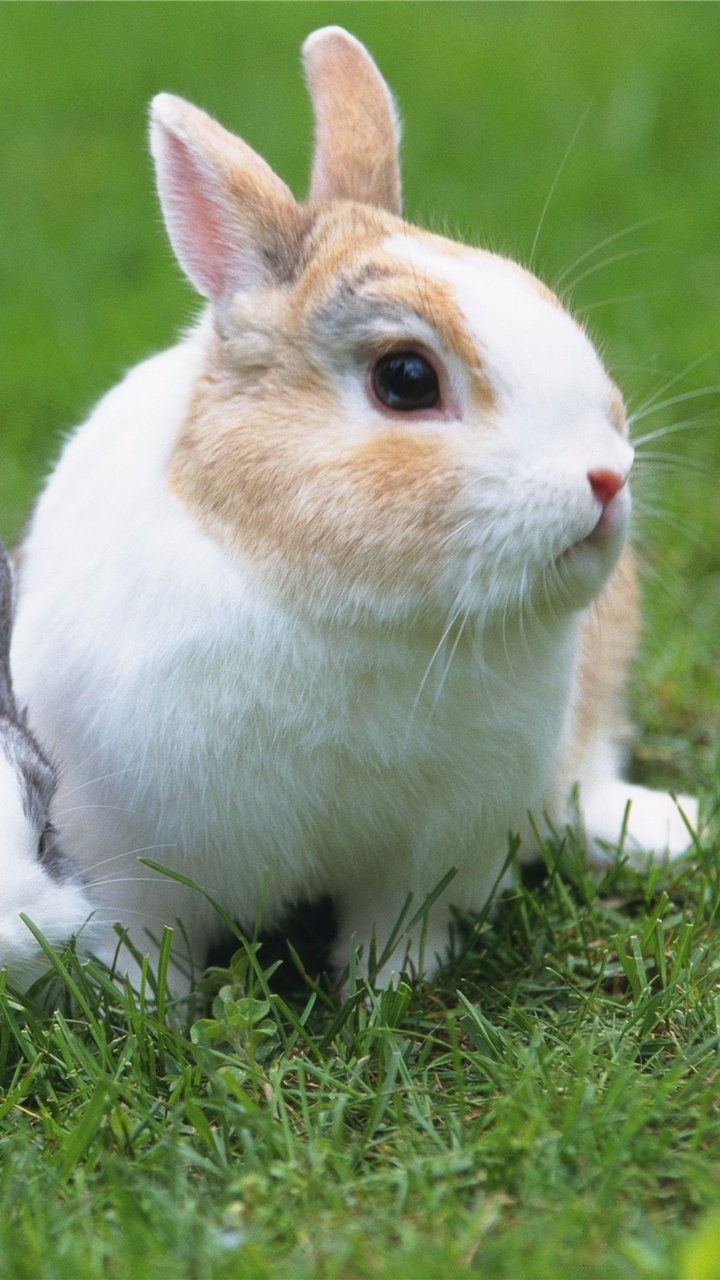 Conejo Blanco y Gris Sobre la Hierba Verde Durante el Día. Wallpaper in 720x1280 Resolution