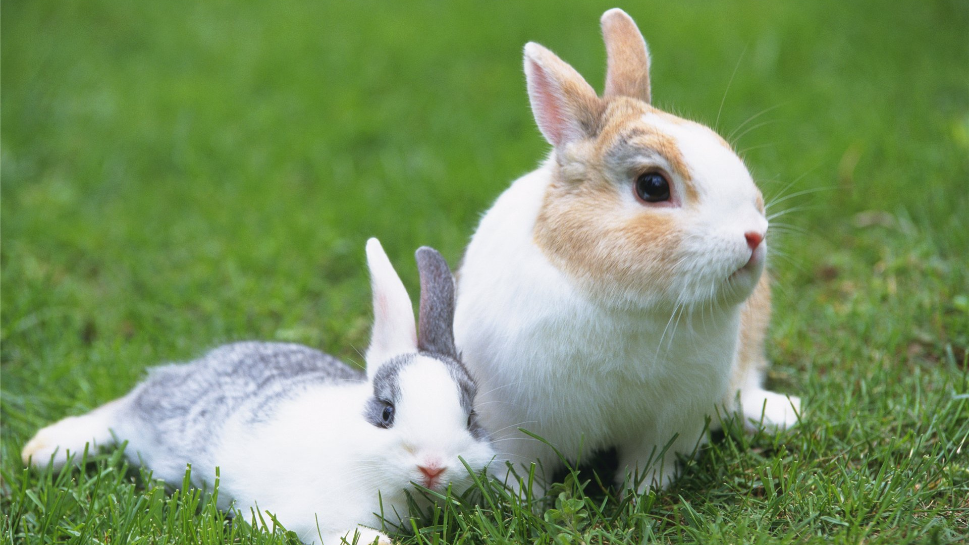 White and Gray Rabbit on Green Grass During Daytime. Wallpaper in 1920x1080 Resolution