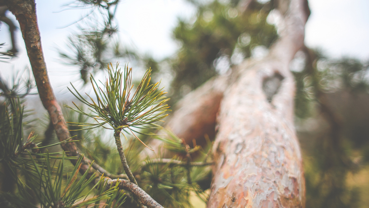 Branche D'arbre Verte et Brune. Wallpaper in 1280x720 Resolution