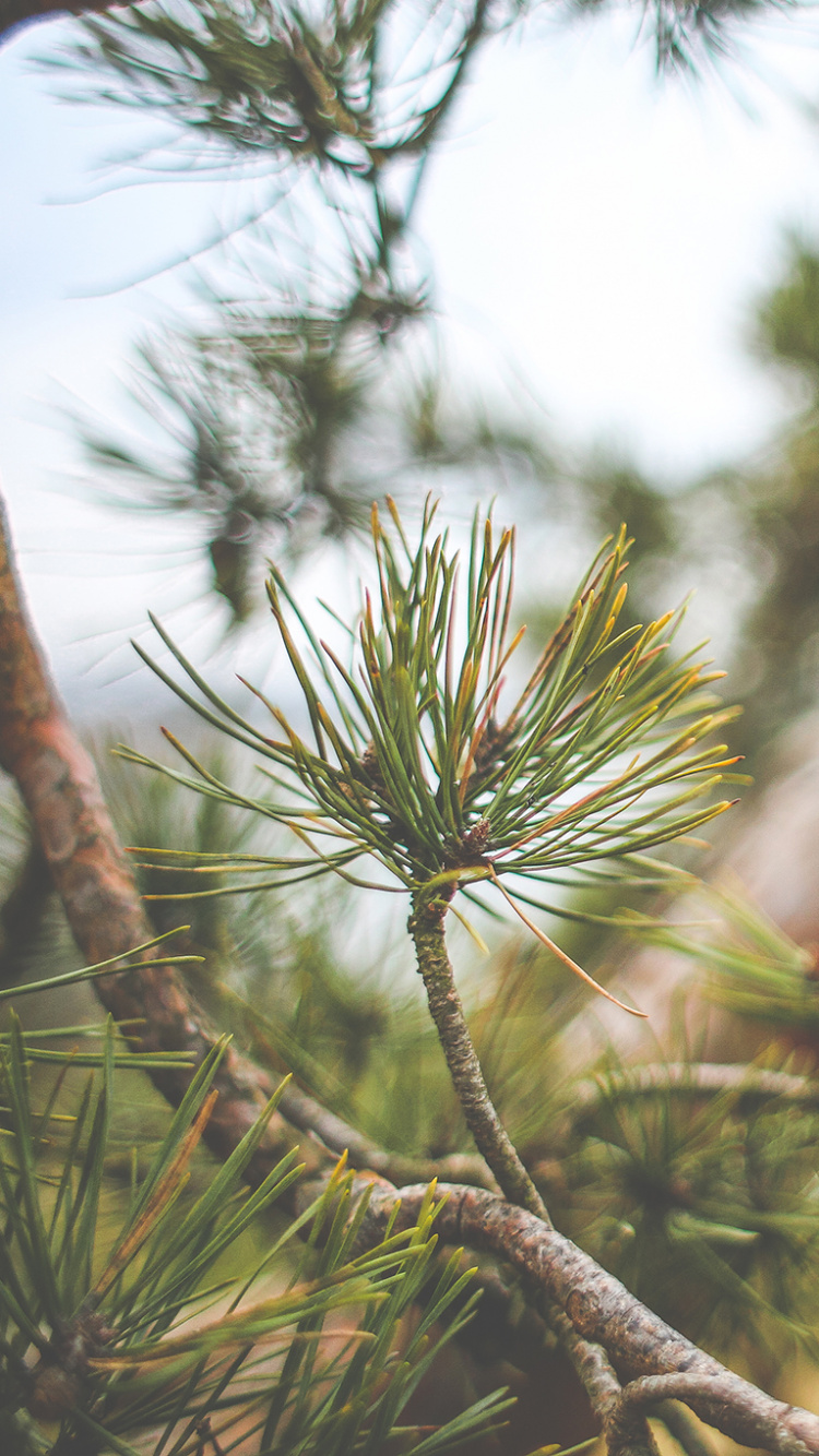Branche D'arbre Verte et Brune. Wallpaper in 750x1334 Resolution