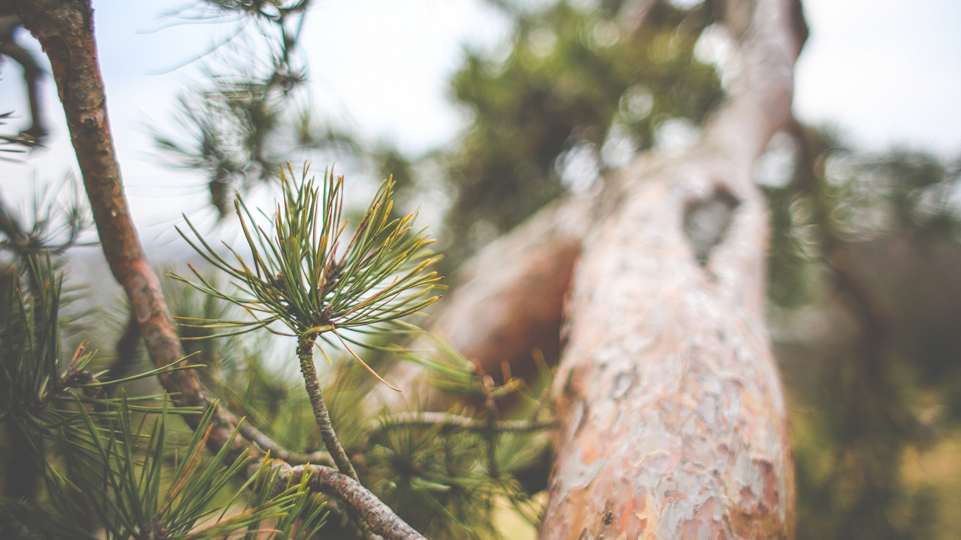 Green and Brown Tree Branch. Wallpaper in 1366x768 Resolution