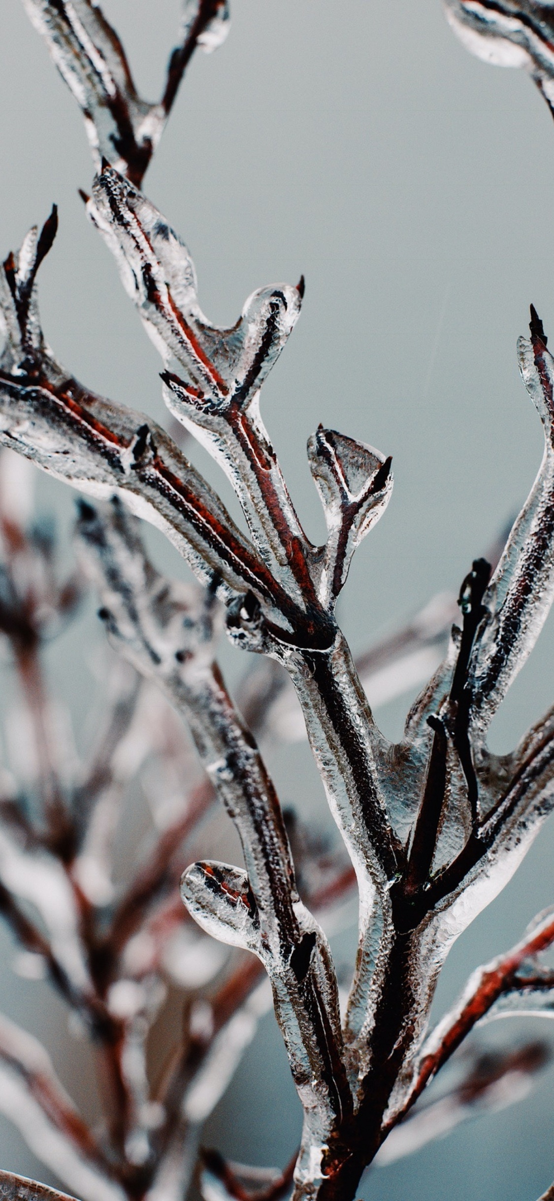 Äpfeln, Zweig, Branch, Terrestrische Pflanzen, Einfrieren. Wallpaper in 1125x2436 Resolution