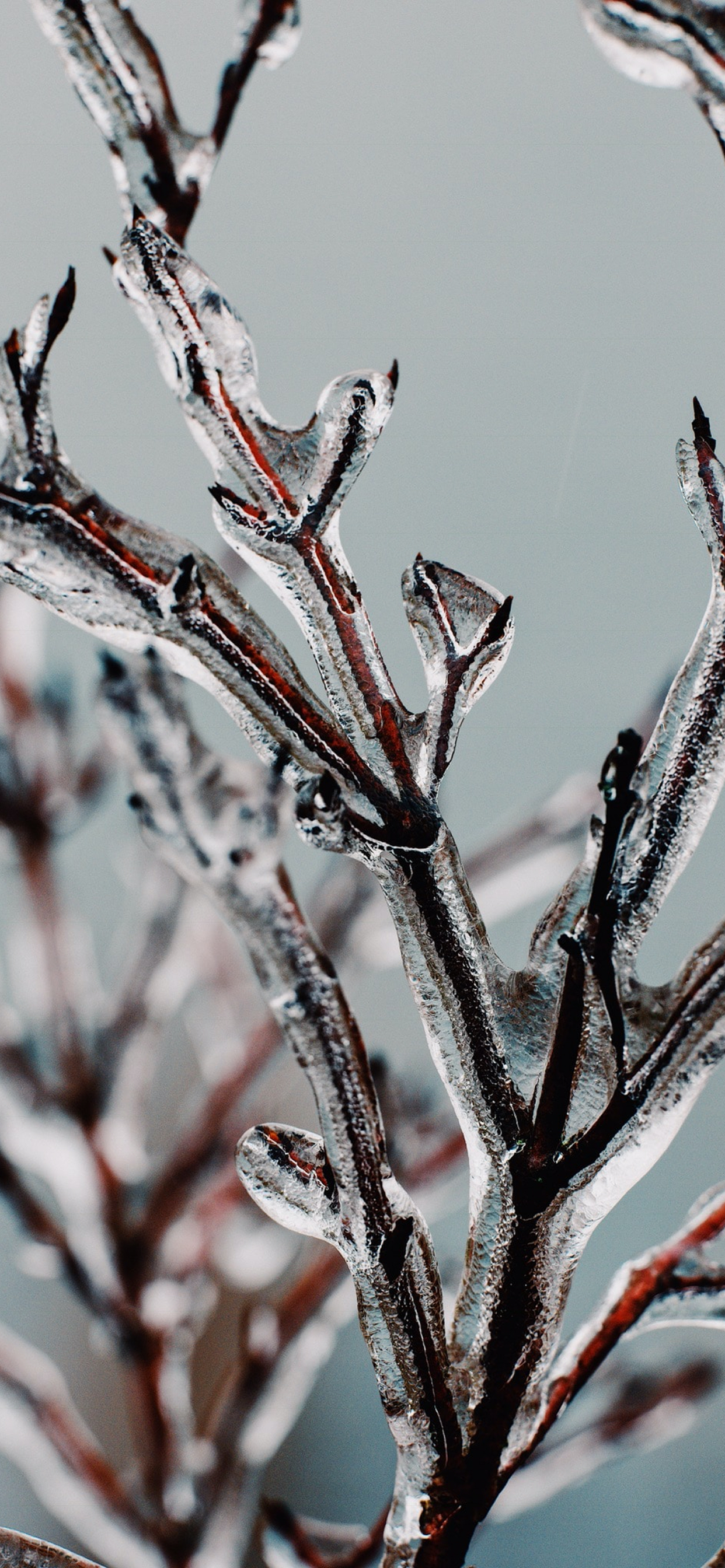 Äpfeln, Zweig, Branch, Terrestrische Pflanzen, Einfrieren. Wallpaper in 1242x2688 Resolution