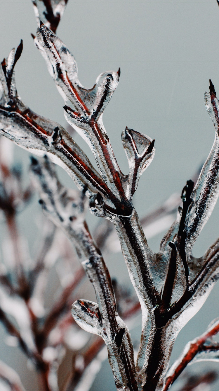 Apples, Plant, Twig, Branch, Terrestrial Plant. Wallpaper in 750x1334 Resolution