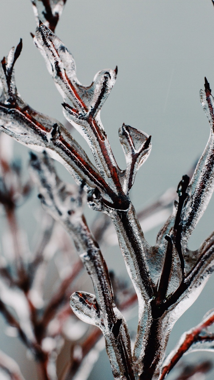 Manzana, Ramita, Sucursal, Planta Terrestre, Congelación. Wallpaper in 720x1280 Resolution