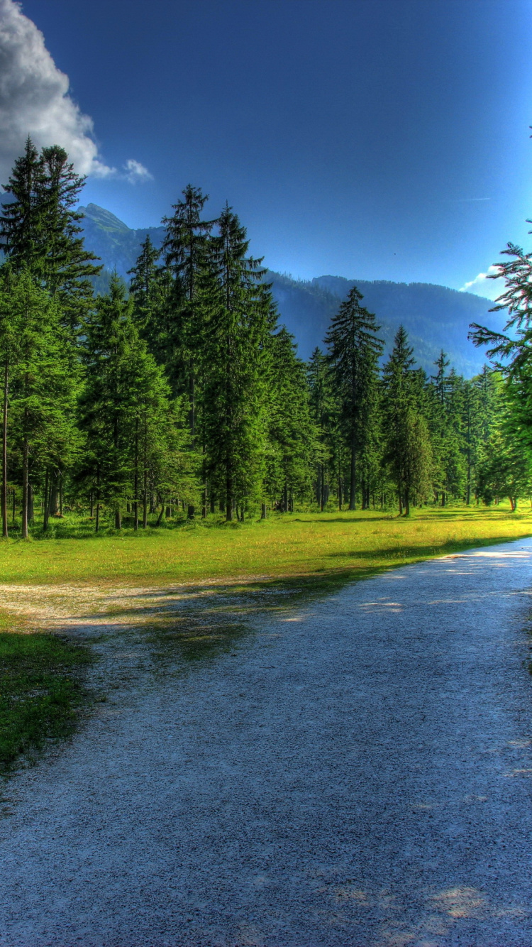 Green Grass Field With Trees Under Blue Sky and White Clouds During Daytime. Wallpaper in 750x1334 Resolution